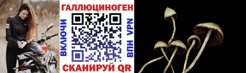 Псилоцибиновые грибы Psilocybine cubensis  Удомля 